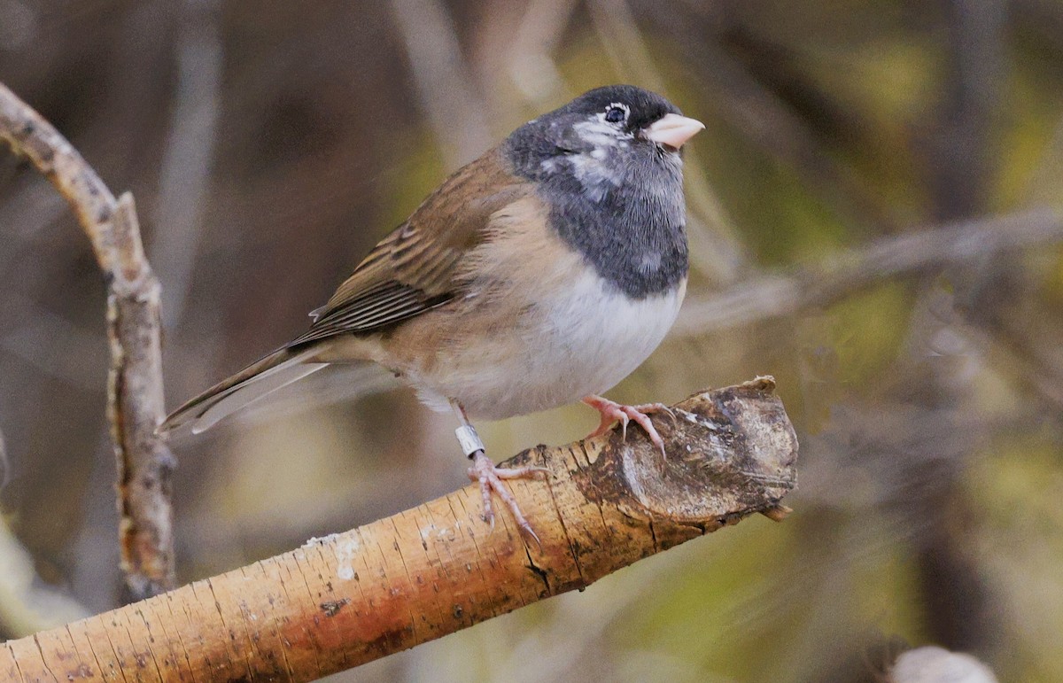 Dark-eyed Junco - ML645479777