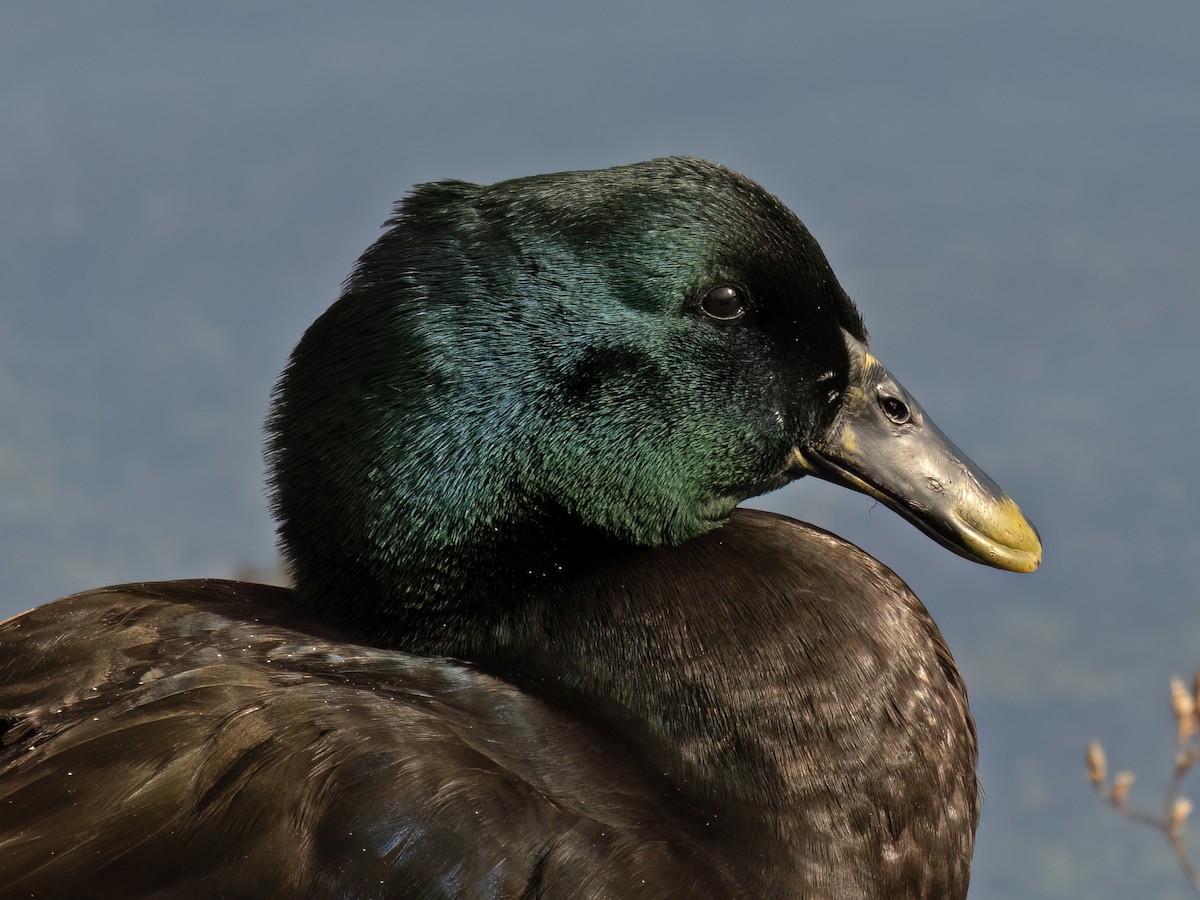 Mallard (Domestic type) - ML645479791