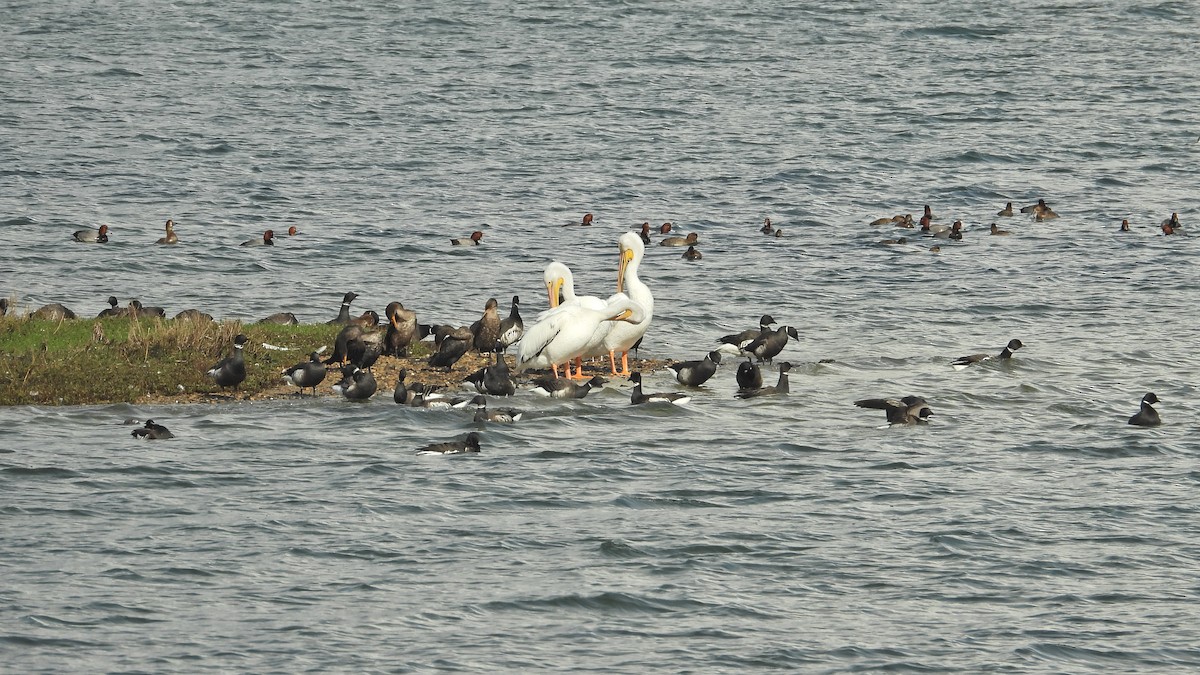 American White Pelican - ML645479798