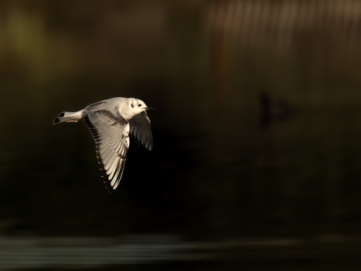 Bonaparte's Gull - ML645479801