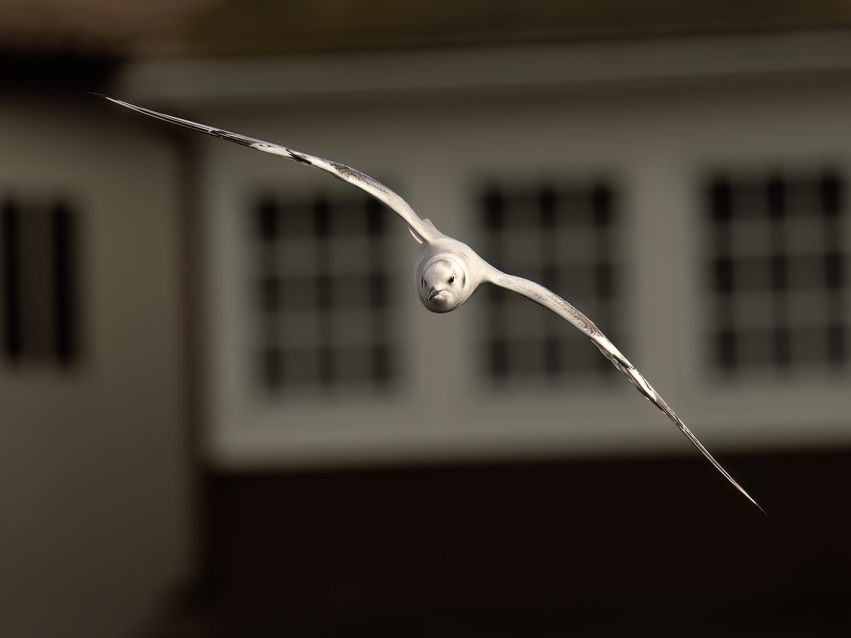 Bonaparte's Gull - ML645479805