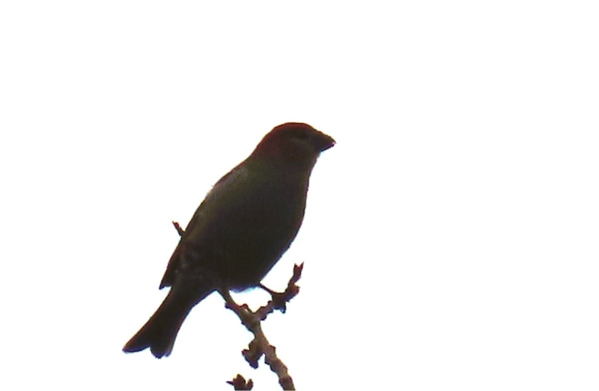 hýl křivčí - ML645479806