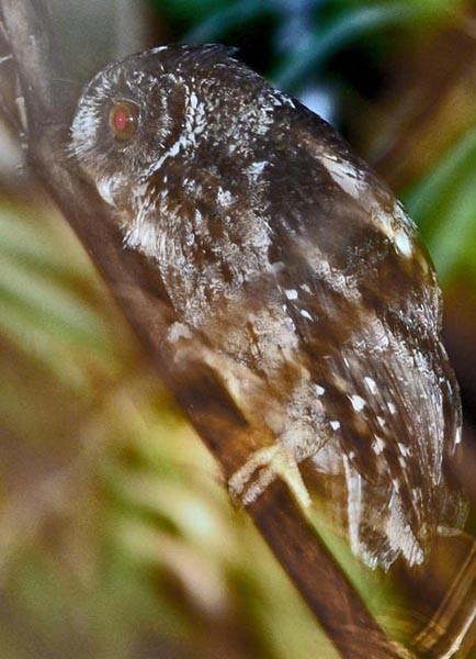 Palawan Scops-Owl - Don Roberson