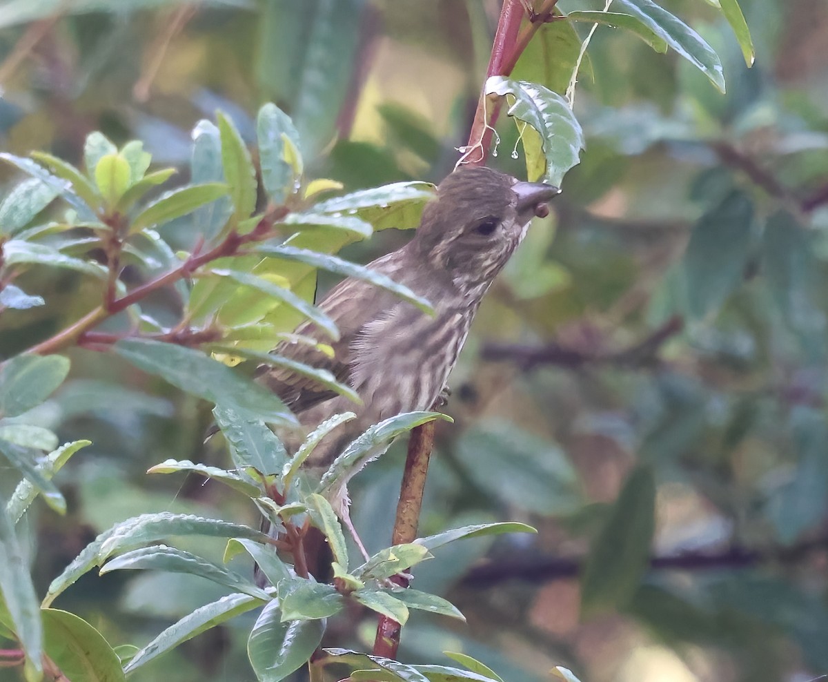 Purple Finch - ML645479810