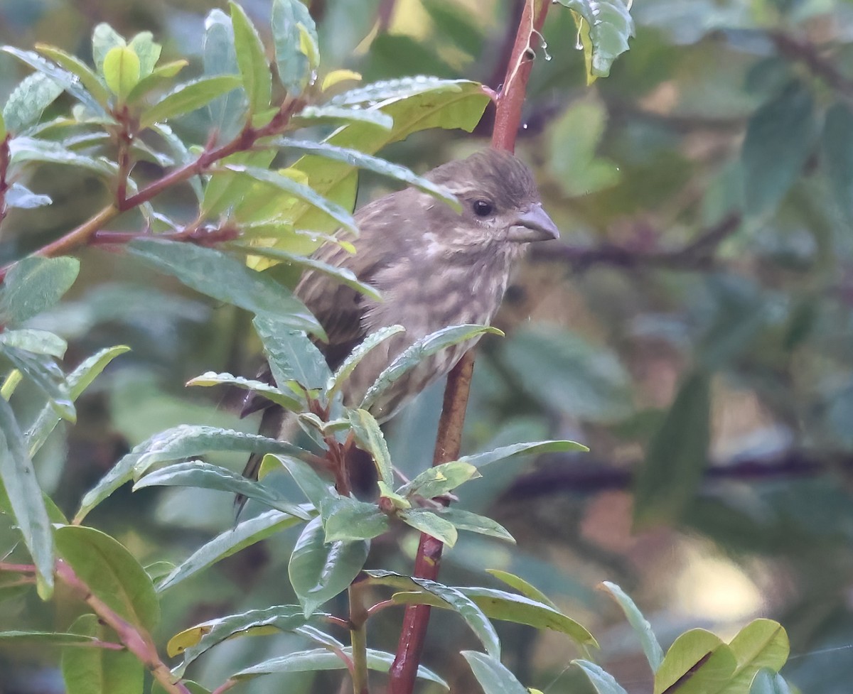 Purple Finch - ML645479811