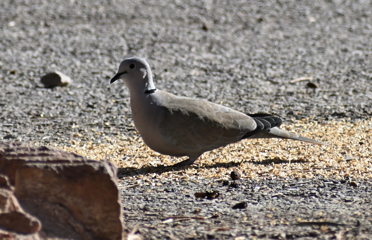 灰斑鳩 - ML645479812