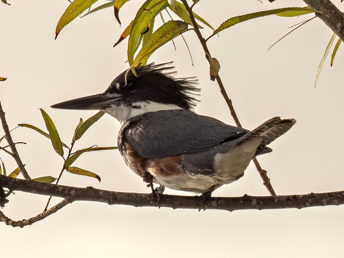 Belted Kingfisher - ML645479813