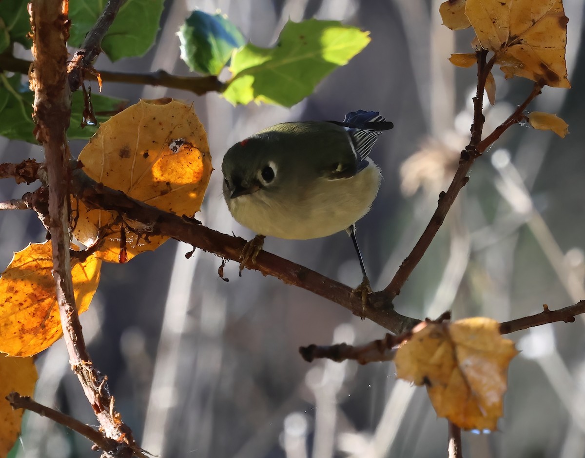 Ruby-crowned Kinglet - ML645479819