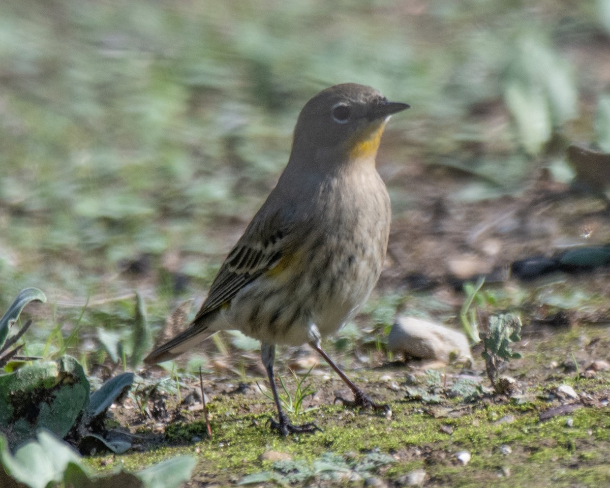 Yellow-rumped Warbler - ML645479821