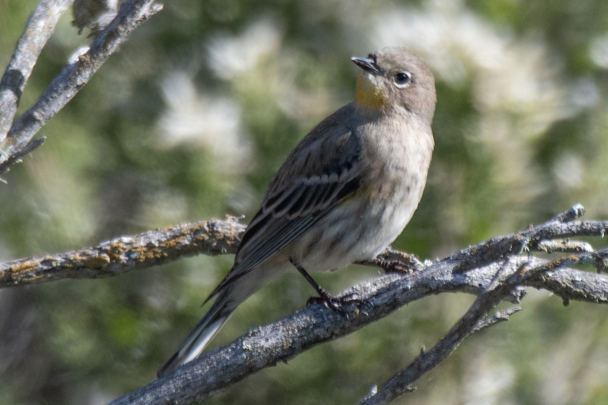 Yellow-rumped Warbler - ML645479822