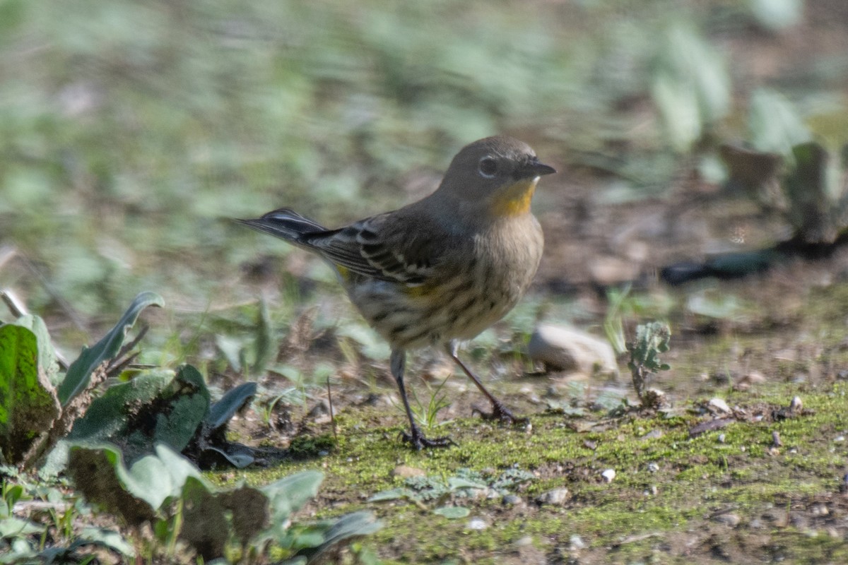 Yellow-rumped Warbler - ML645479823