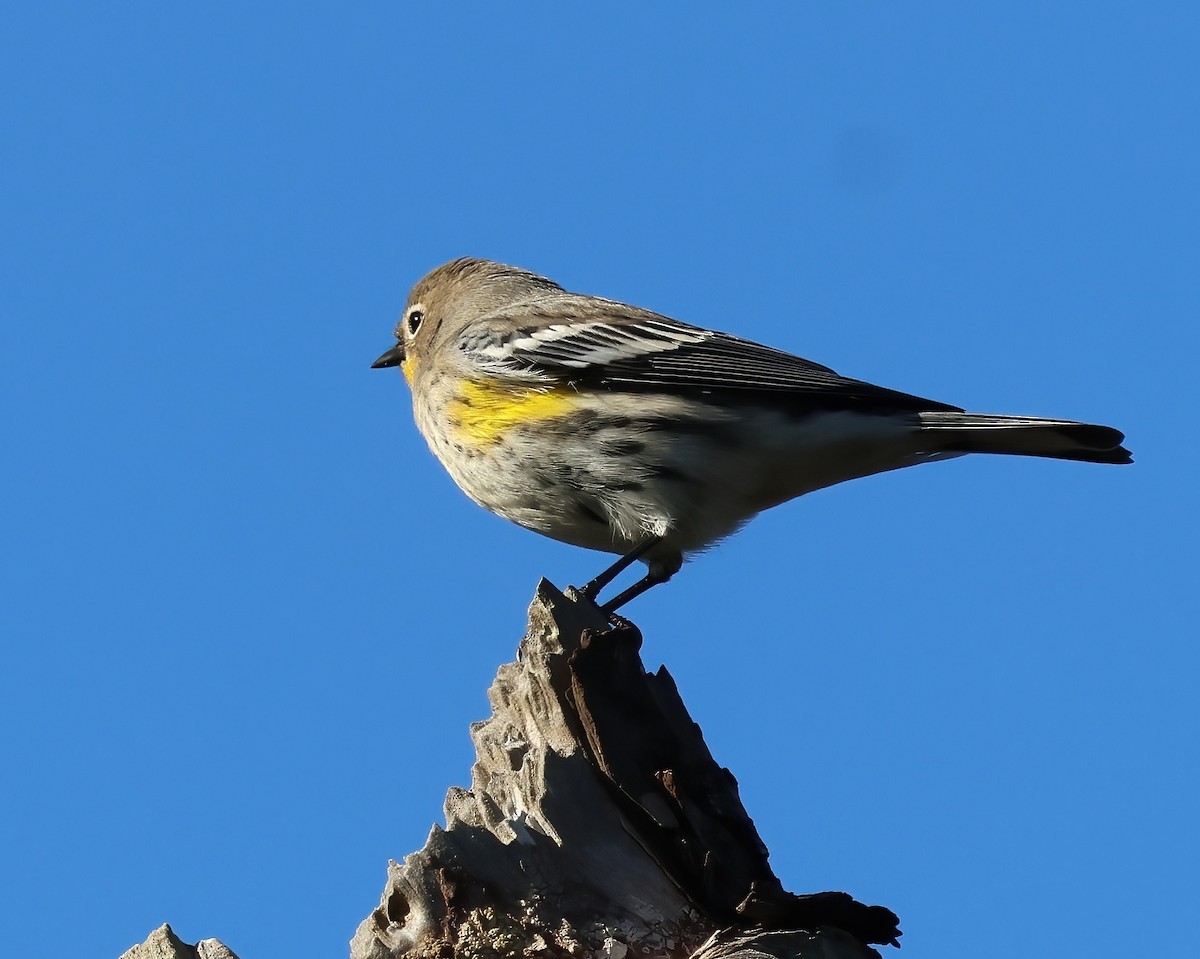 Yellow-rumped Warbler - ML645479830