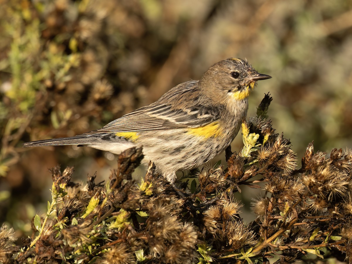 Yellow-rumped Warbler (Audubon's) - ML645479831