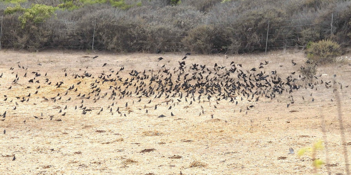 blackbird sp. - ML645479833