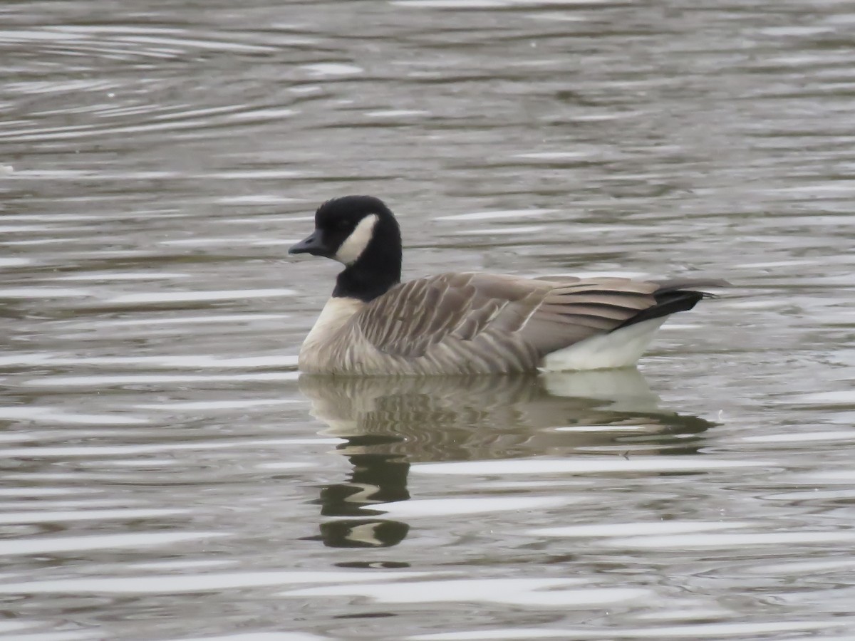 Cackling Goose - ML645479837