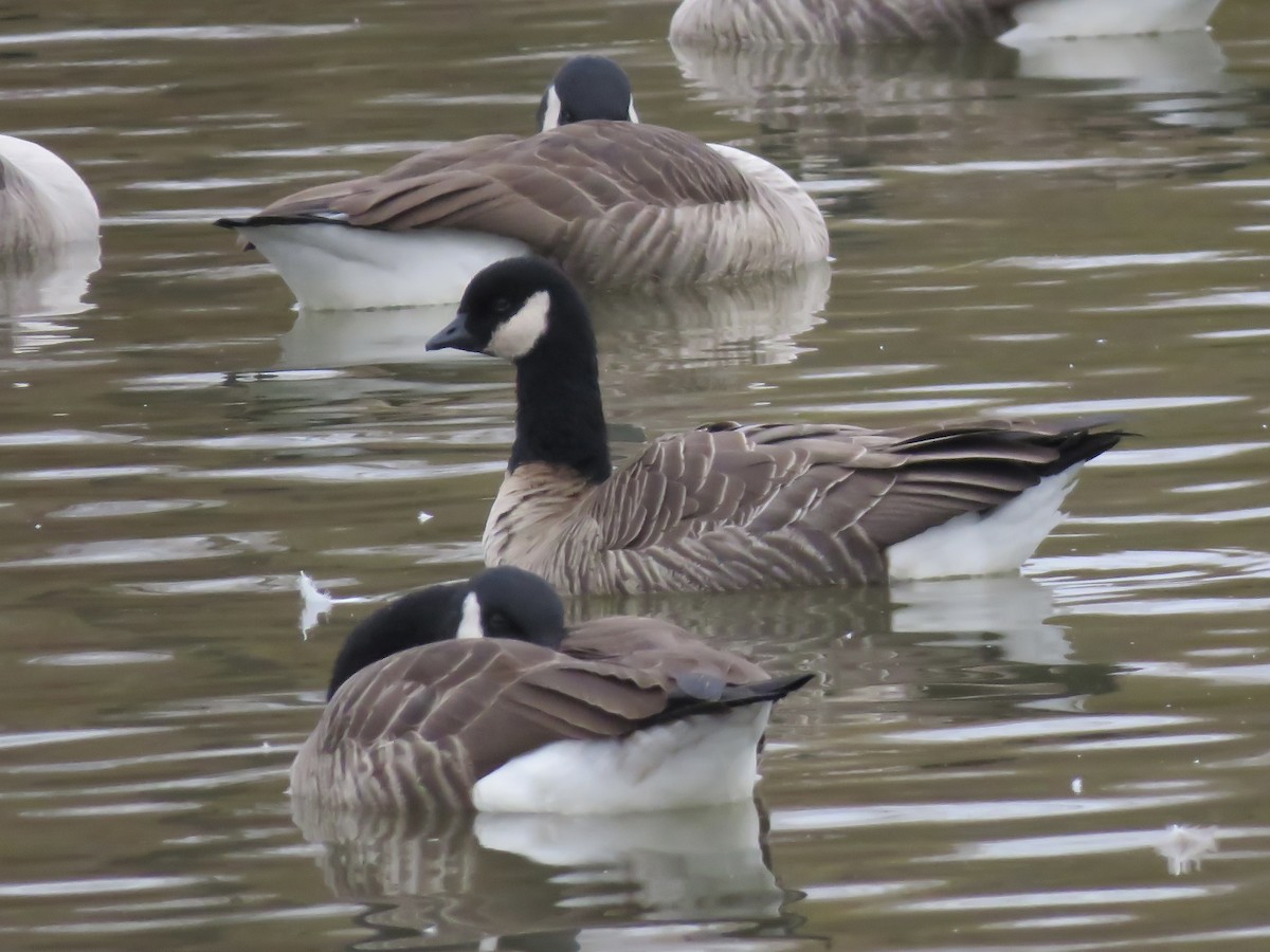 Cackling Goose - ML645479838