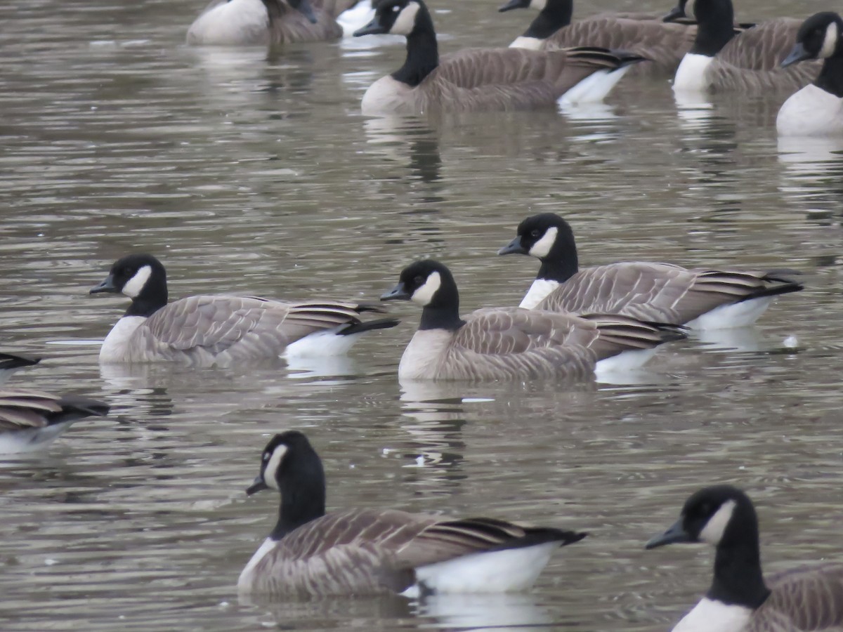 Cackling Goose - ML645479840