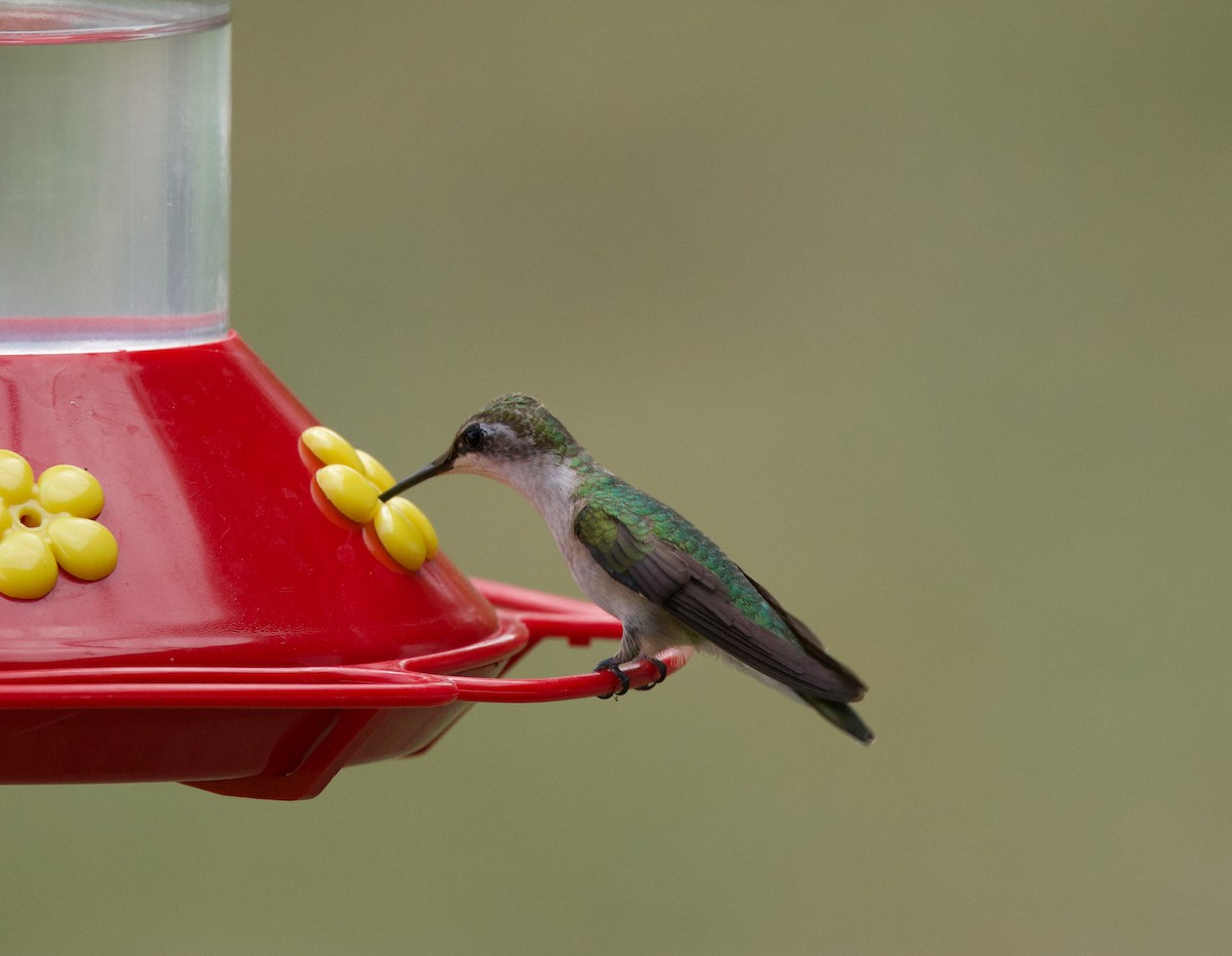Black-chinned Hummingbird - ML645479843