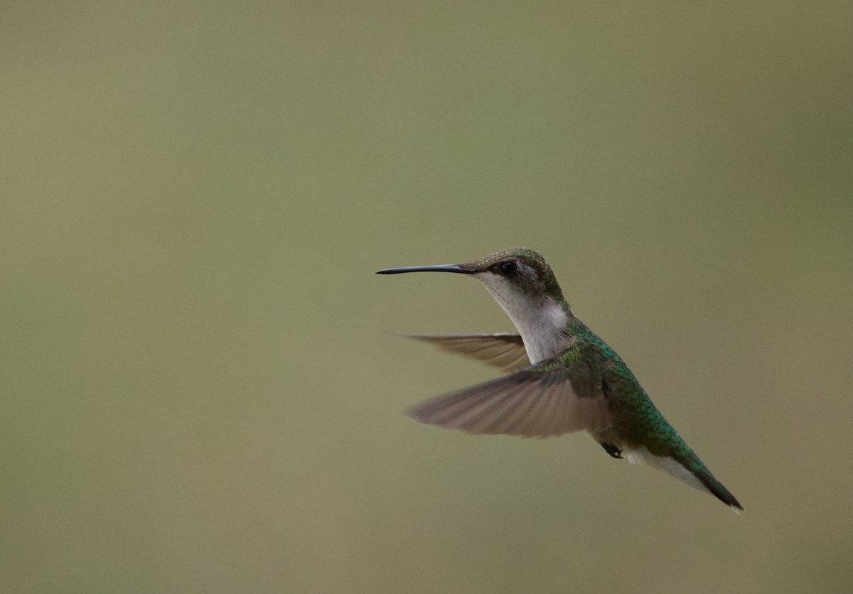 Black-chinned Hummingbird - ML645479844