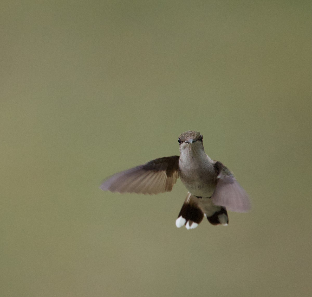 Black-chinned Hummingbird - ML645479845