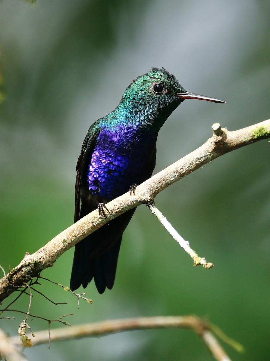 Violet-bellied Hummingbird - ML645479846
