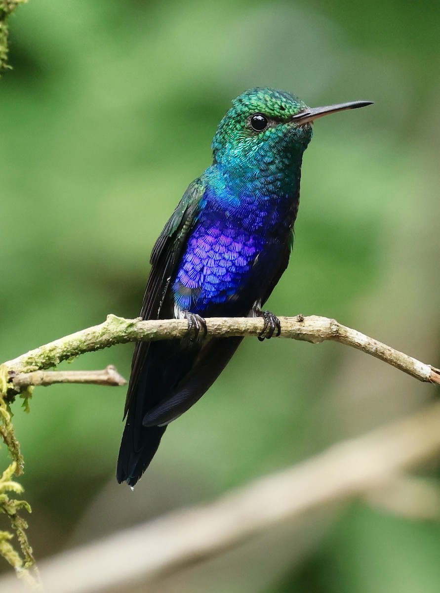 Violet-bellied Hummingbird - ML645479847