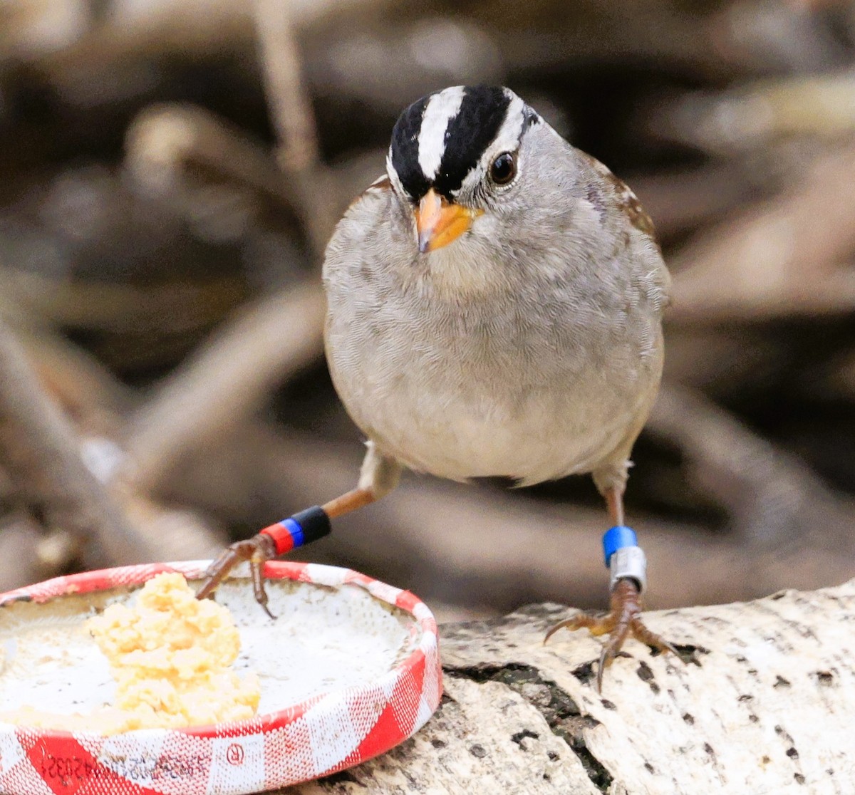 White-crowned Sparrow - ML645479848