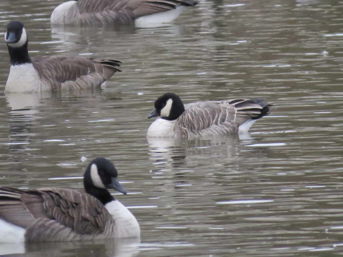 Cackling Goose - ML645479852