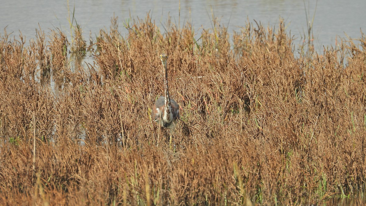 Tricolored Heron - ML645479854