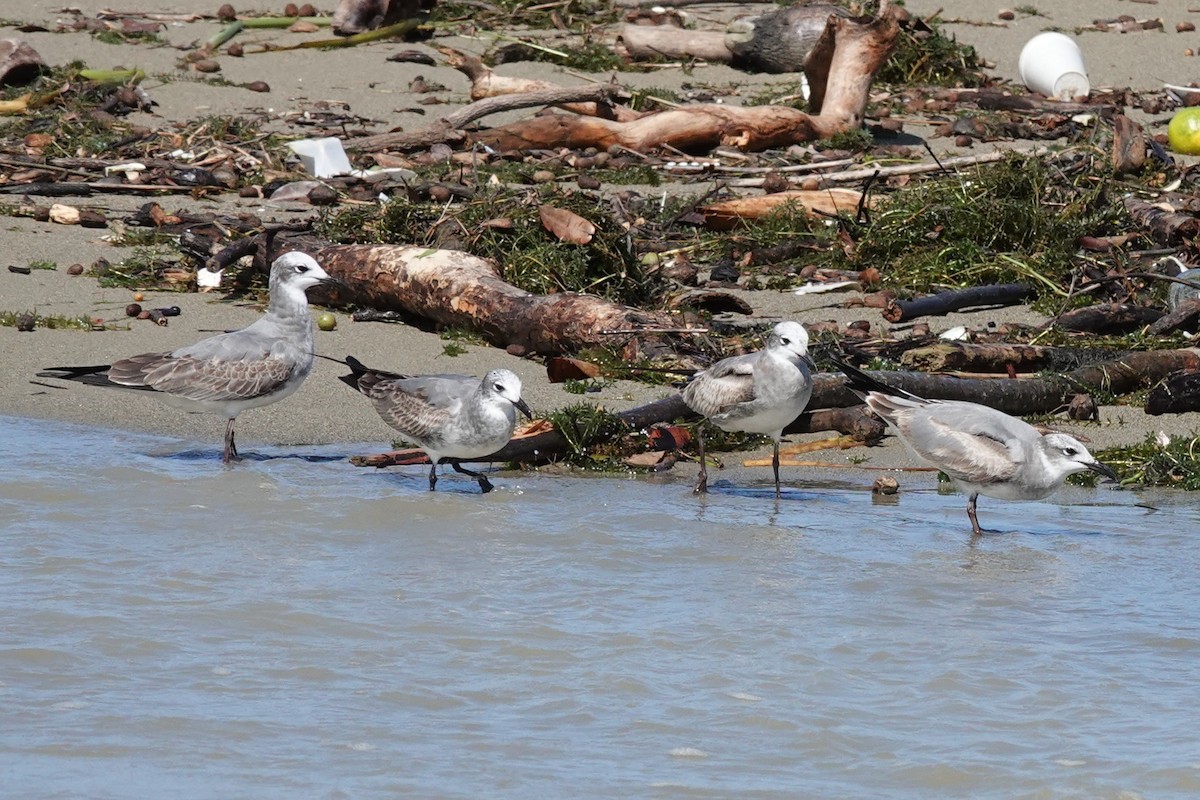 笑鷗 - ML645479855