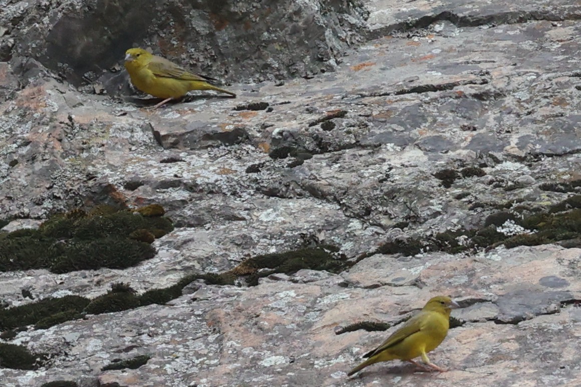 Greenish Yellow-Finch - ML645479856