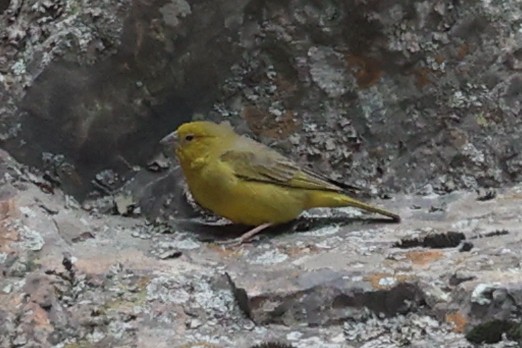 Greenish Yellow-Finch - ML645479857