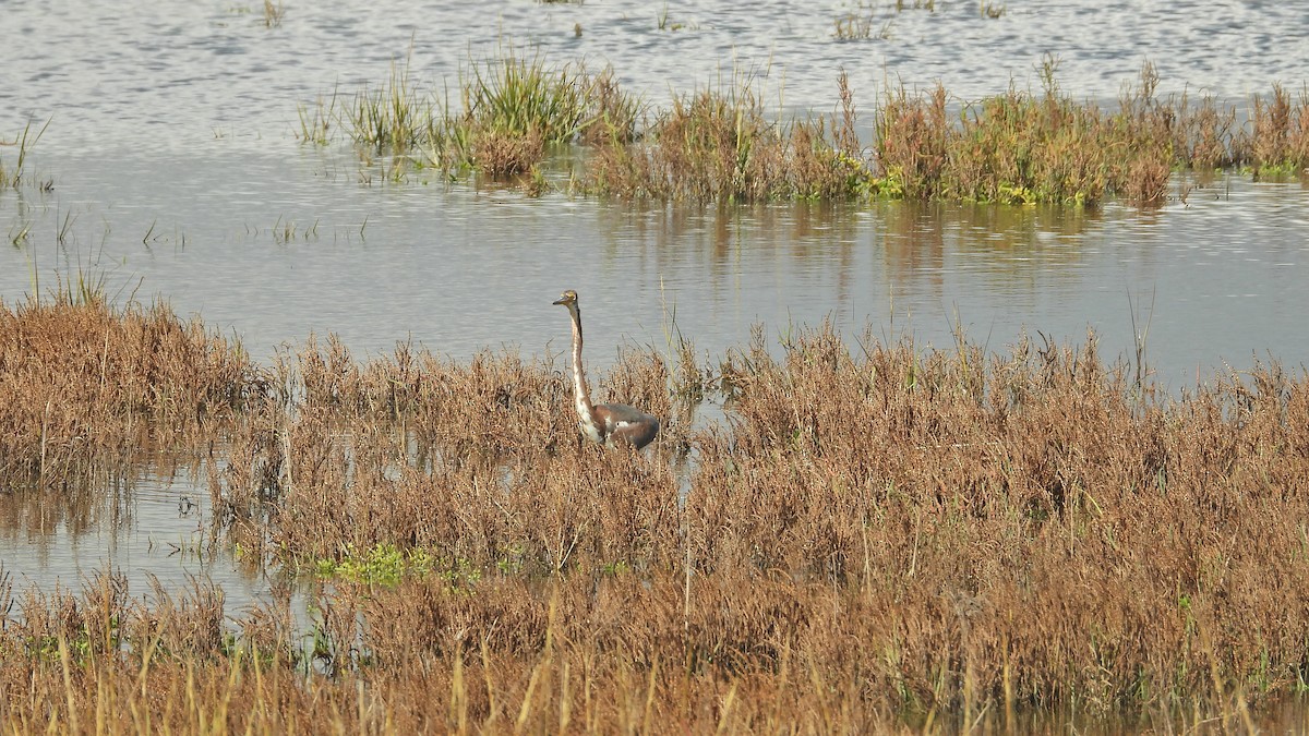 Tricolored Heron - ML645479858