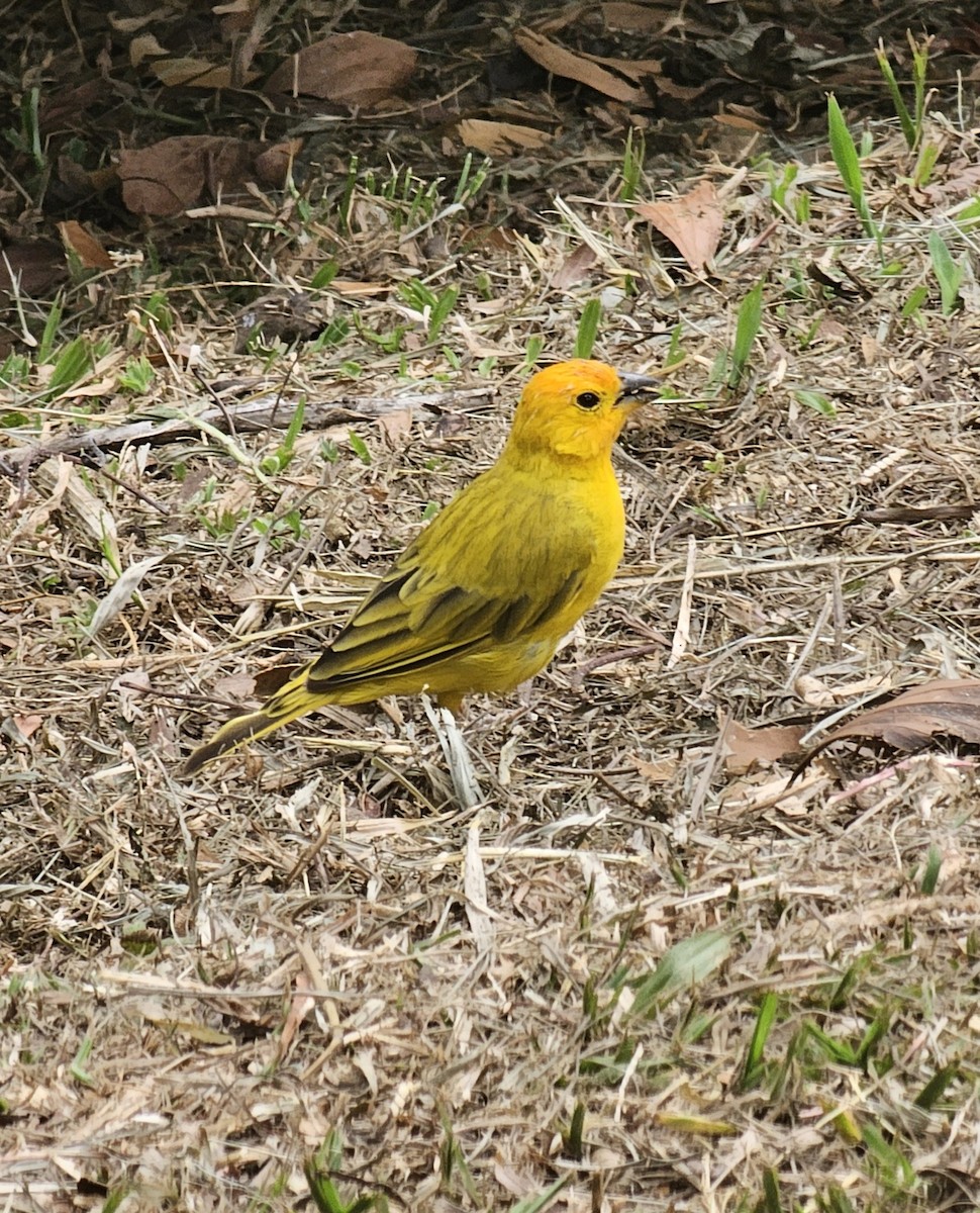 橙黃雀鵐 - ML645479859