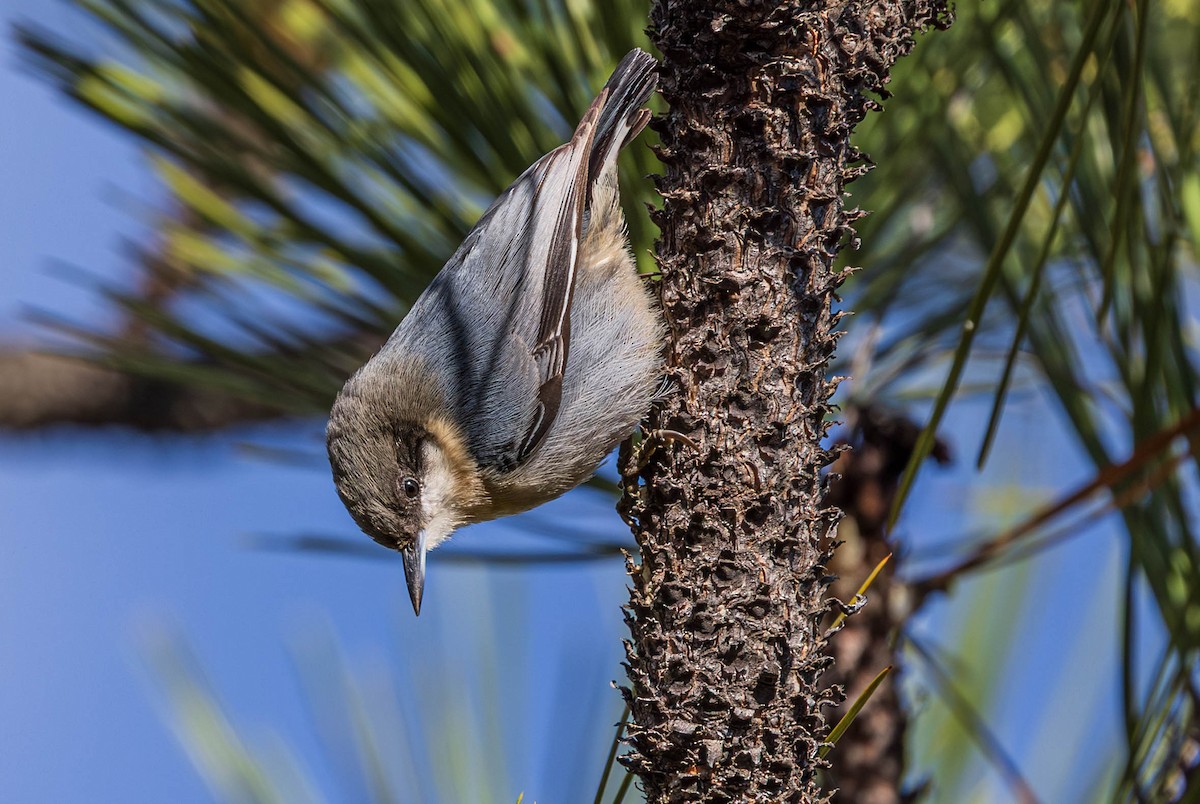 Pygmy Nuthatch - ML645479860