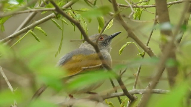 雀形目 - ML645479861