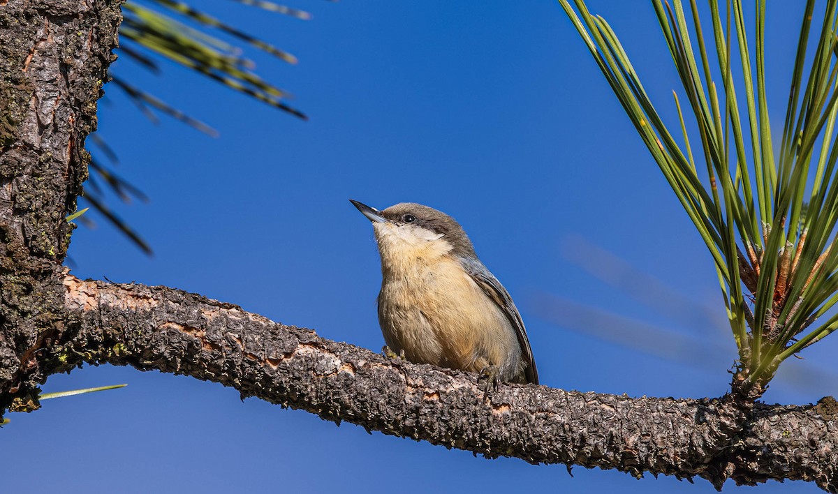 Pygmy Nuthatch - ML645479862
