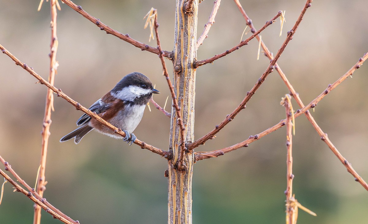 Chestnut-backed Chickadee - ML645479863