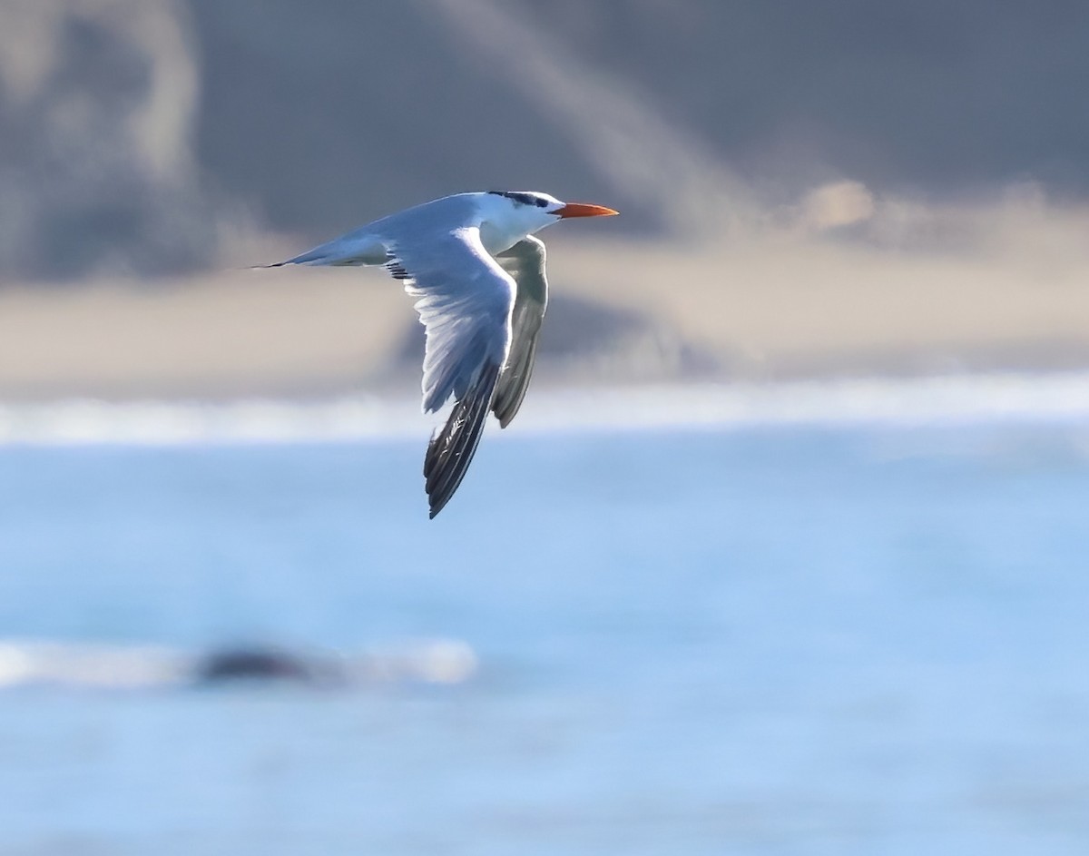 Royal Tern - ML645479864