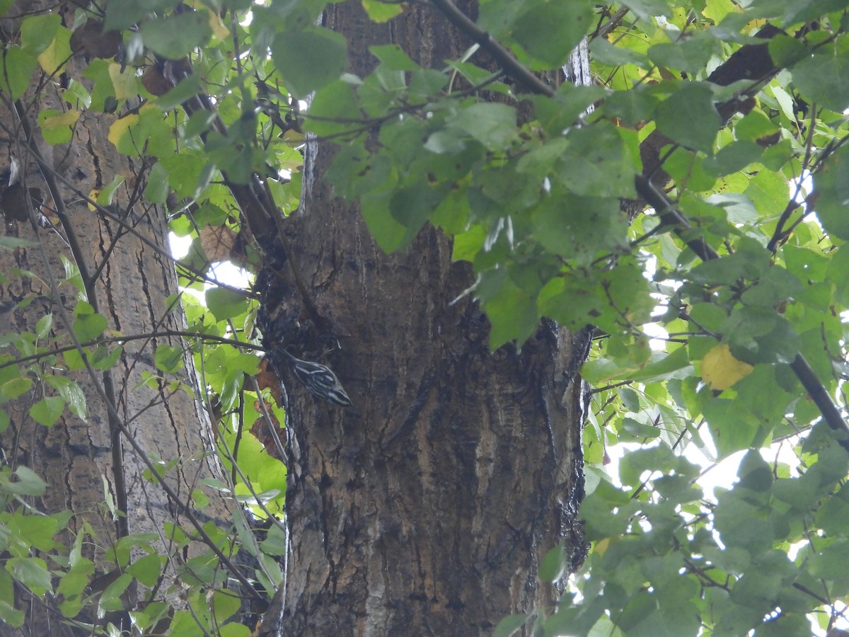 Black-and-white Warbler - ML645479865