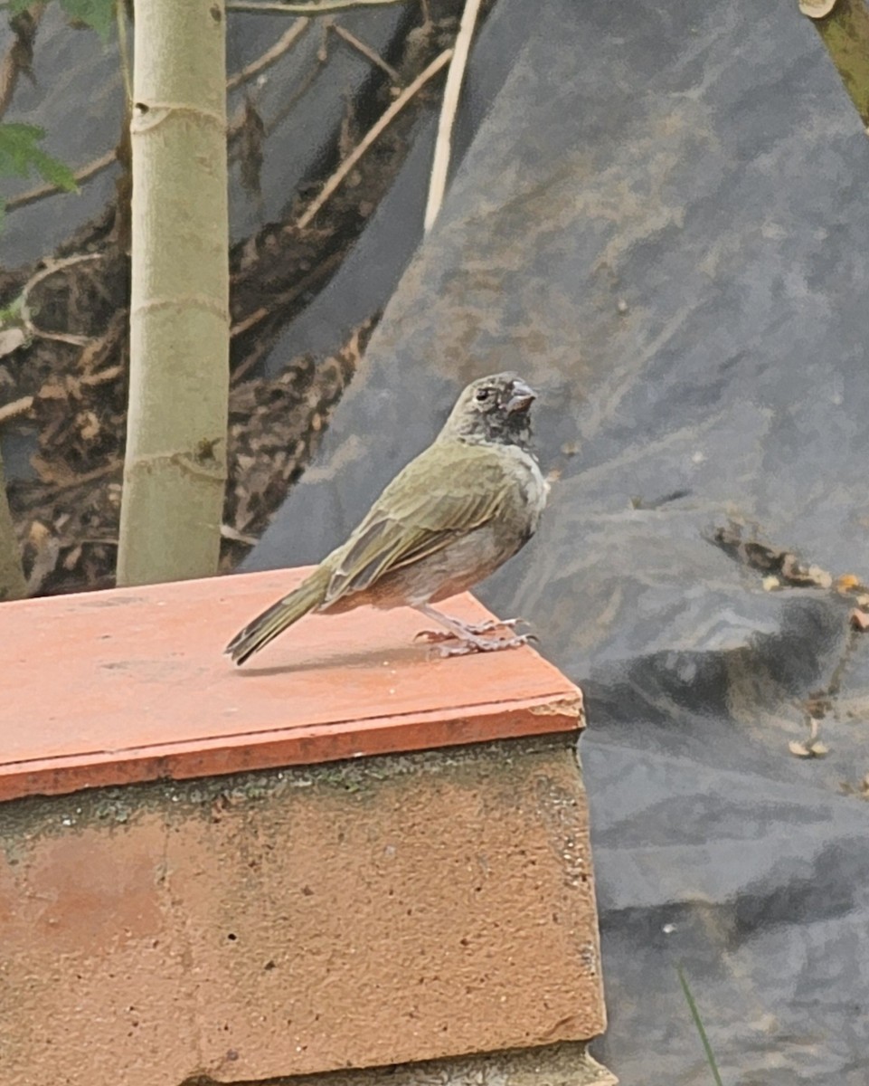 Black-faced Grassquit - ML645479866