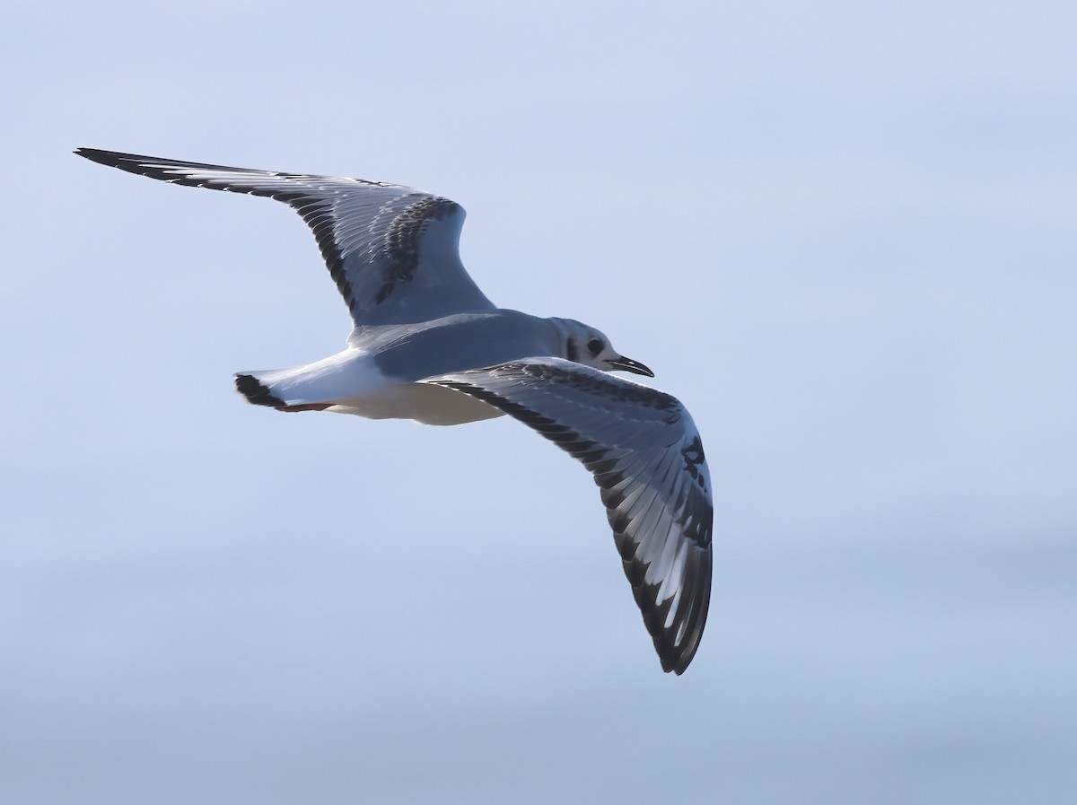 Bonaparte's Gull - ML645479867