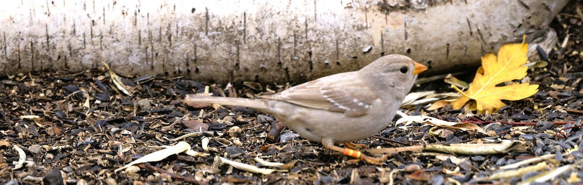 White-crowned Sparrow - ML645479870