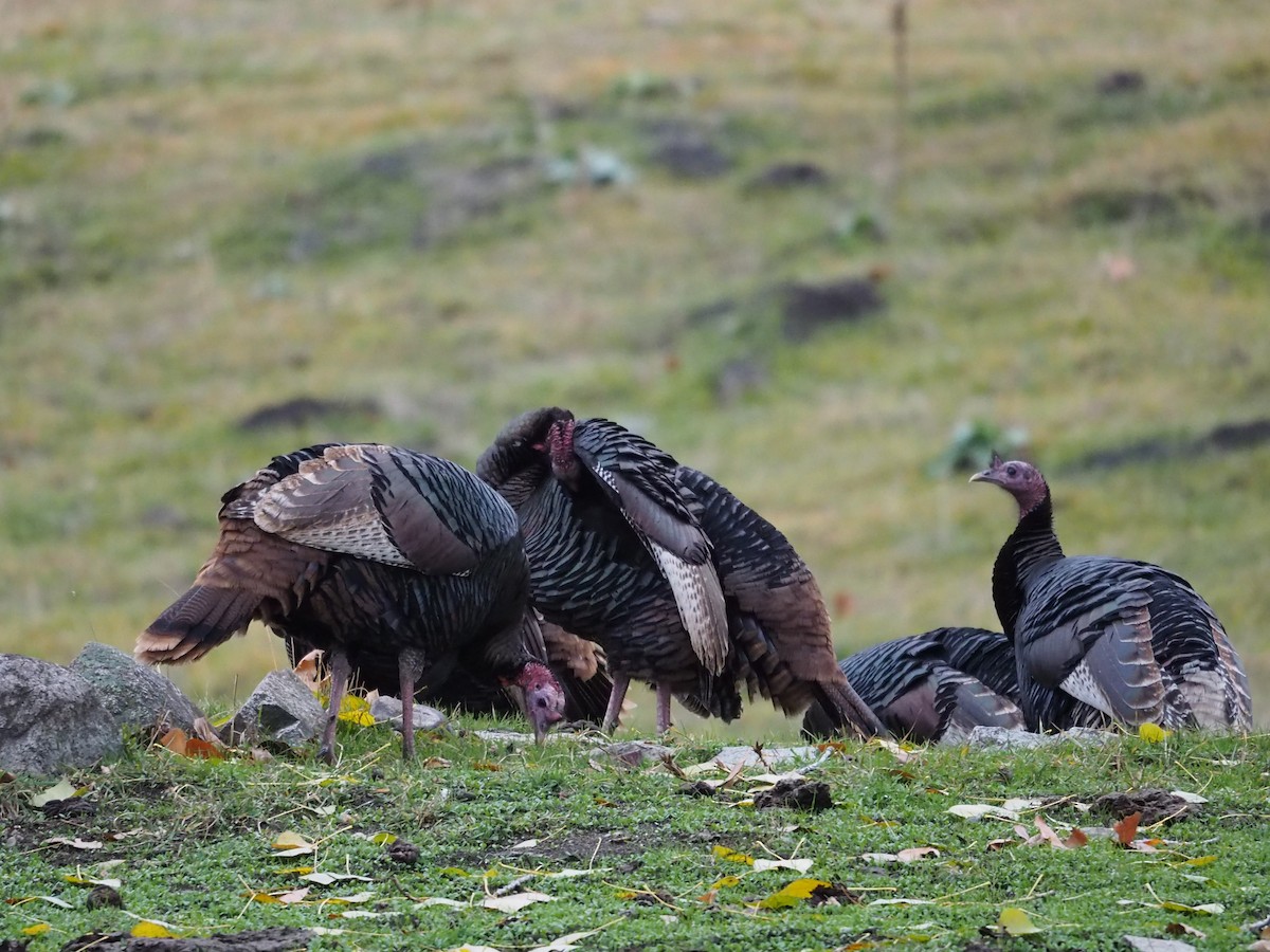 火雞 - ML645479871