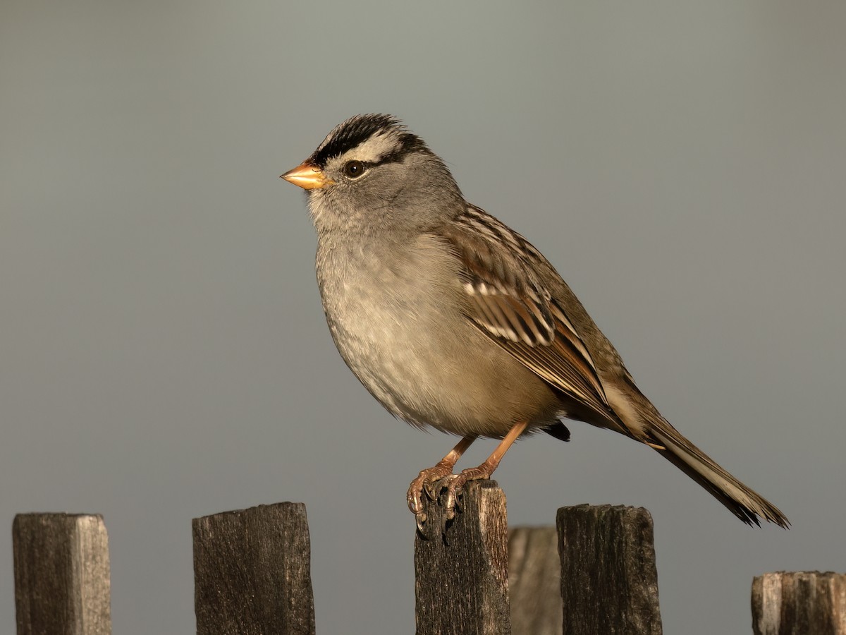 White-crowned Sparrow - ML645479872