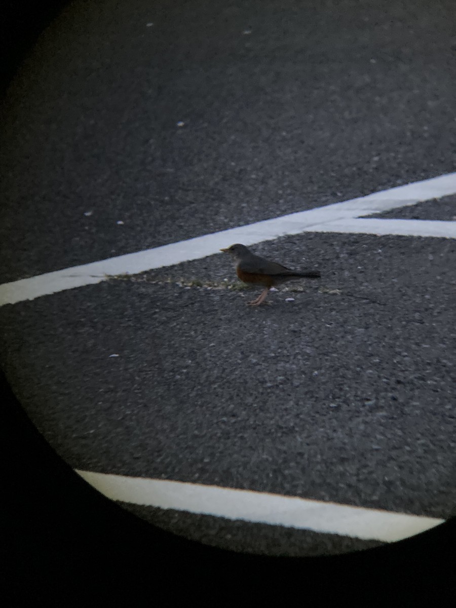 Gray-backed Thrush - ML645479874