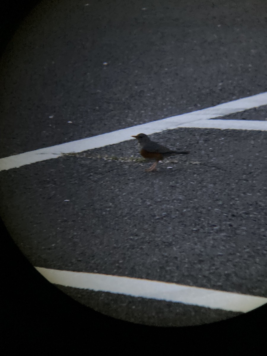 Gray-backed Thrush - ML645479875