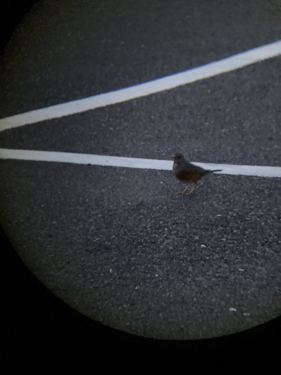 Gray-backed Thrush - ML645479876