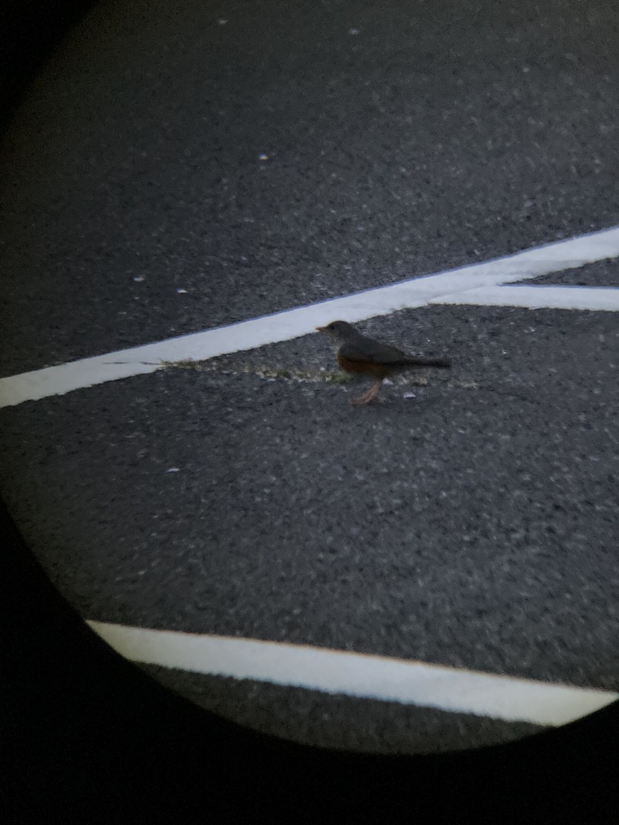 Gray-backed Thrush - ML645479877