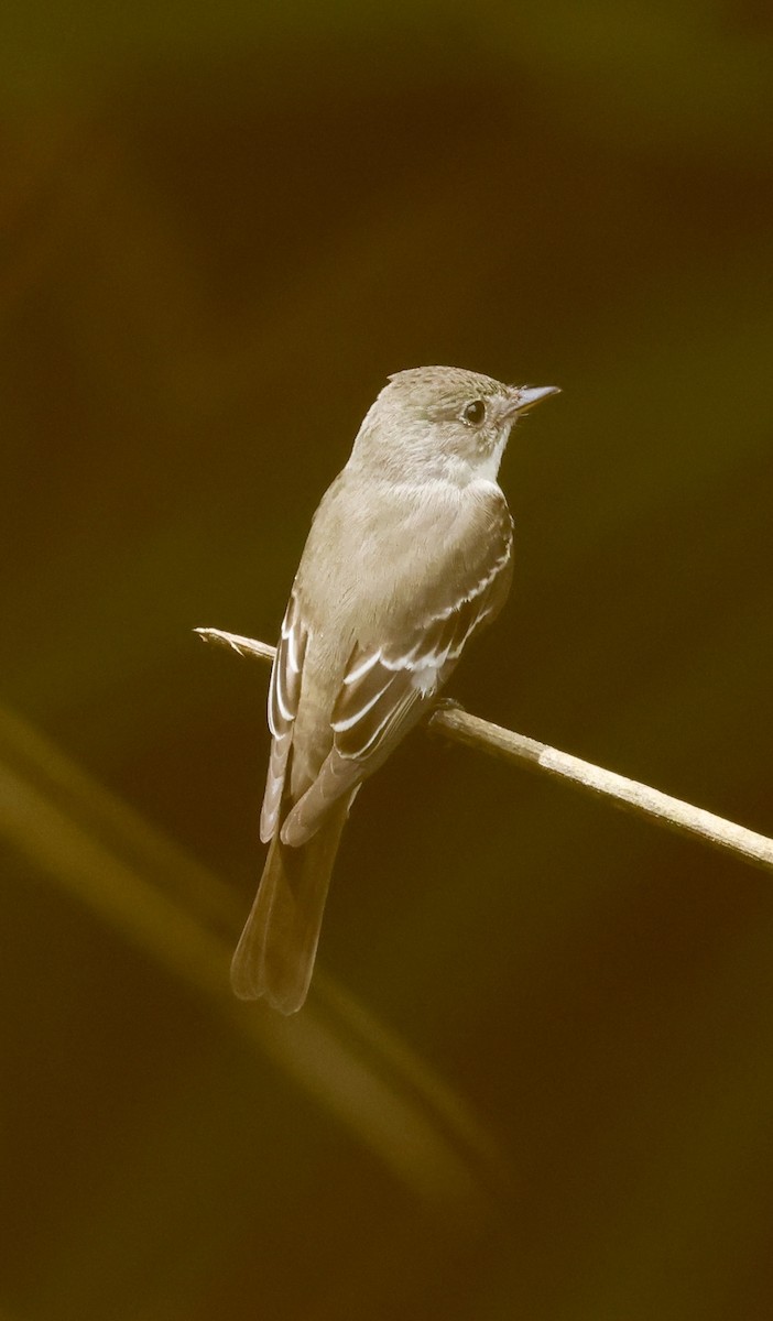 Eastern Wood-Pewee - ML645479879
